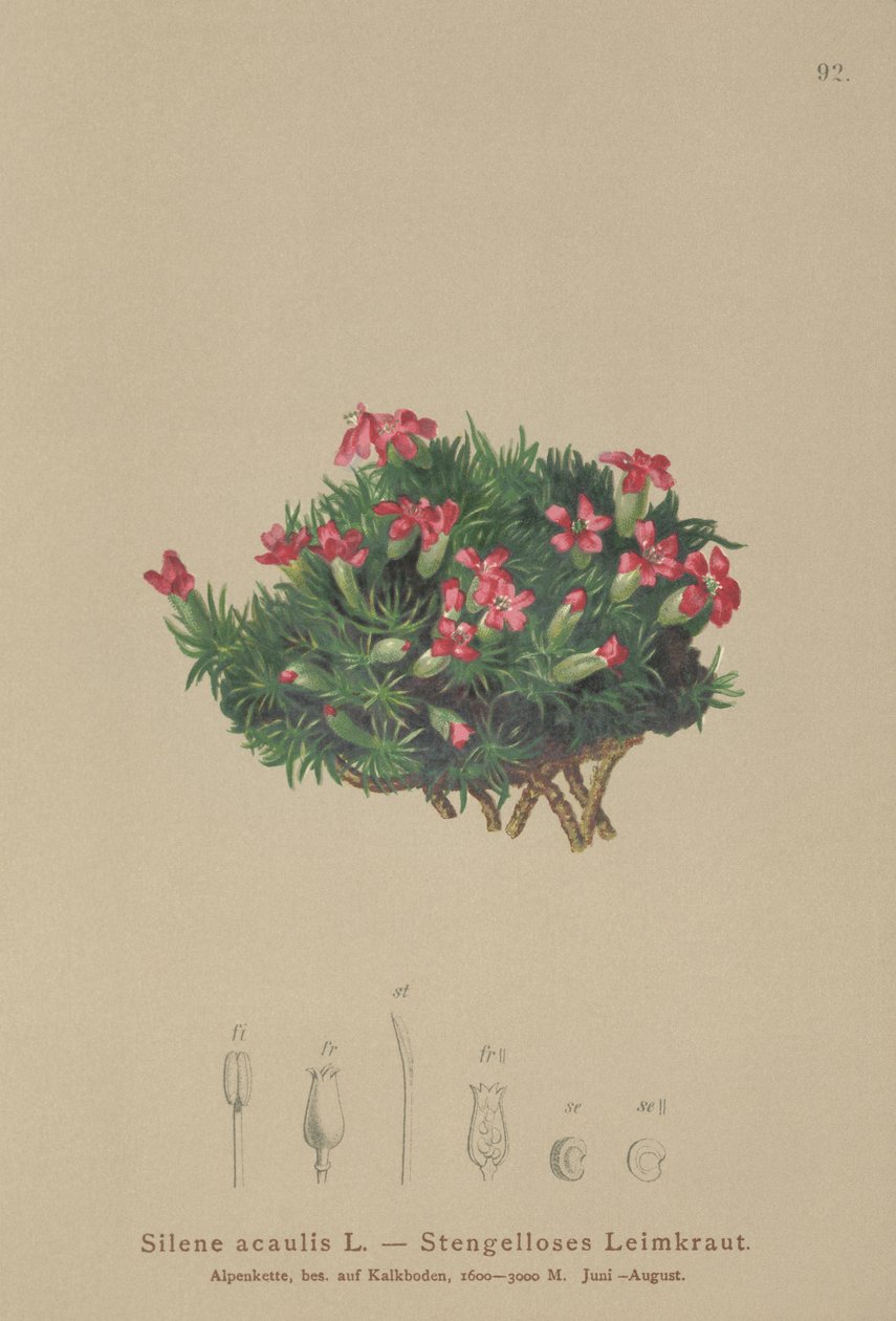 Moss Campion (Silene acaulis) av German School