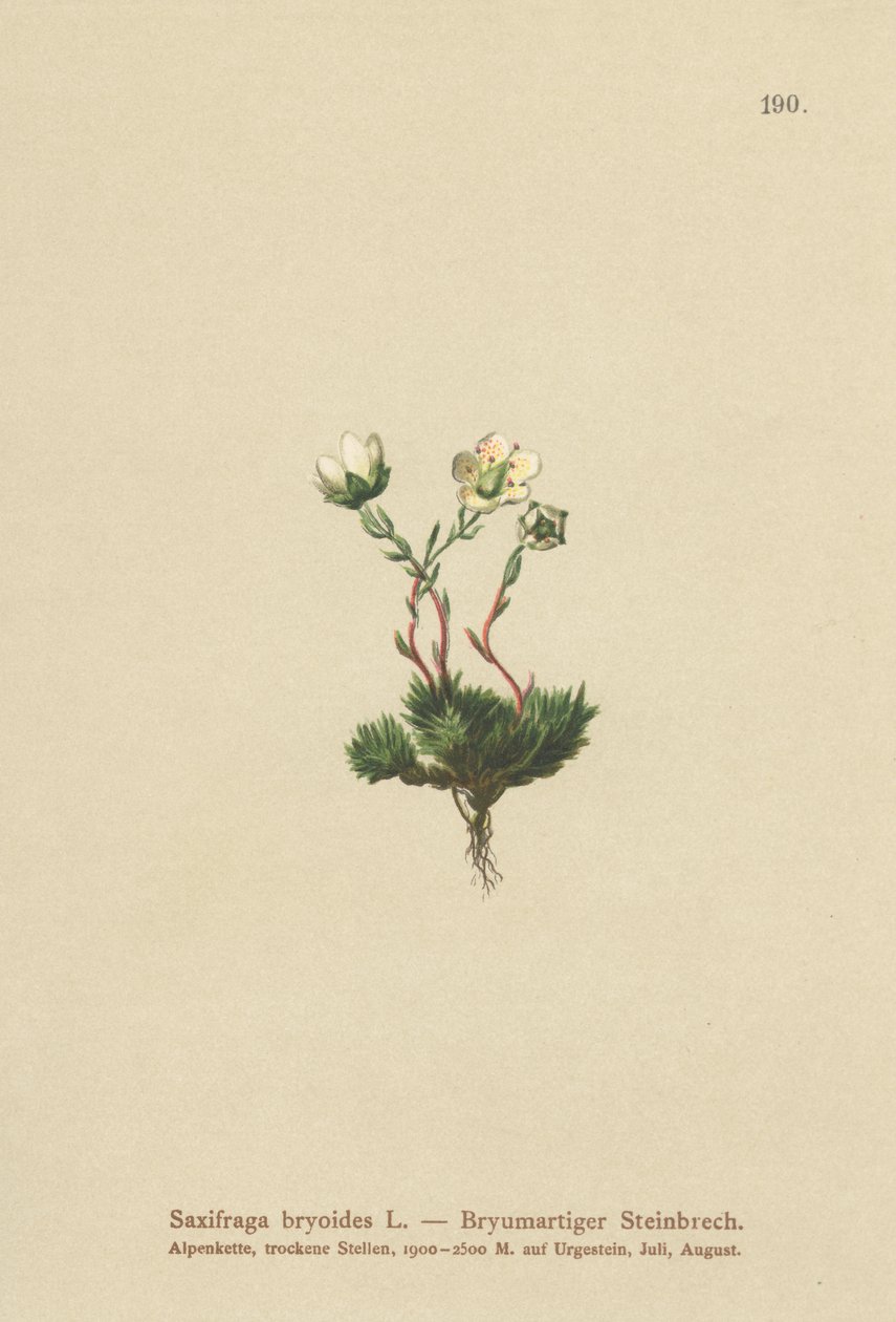 Mossig saxifrage (Saxifraga bryoides) av German School