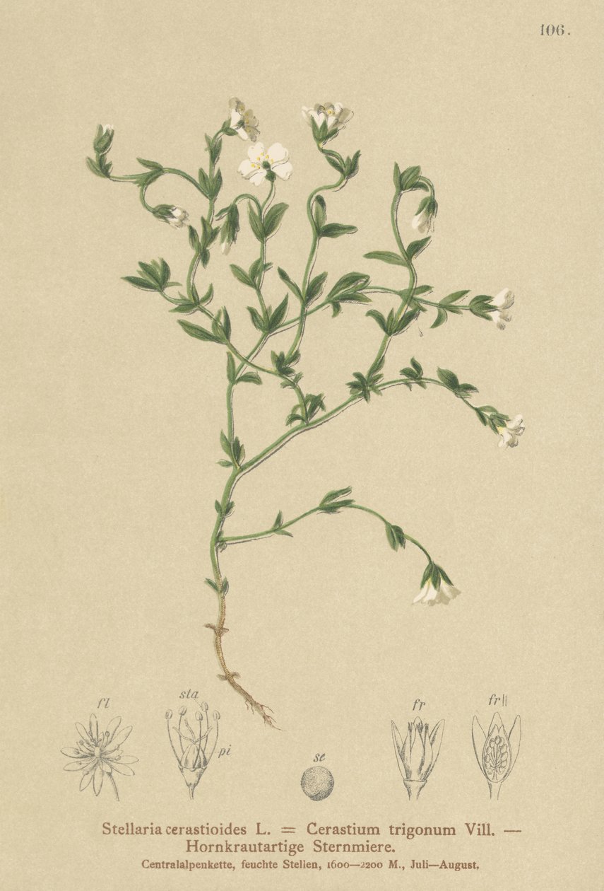 Bergsgräs (Stellaria cerastioides, Cerastium trigonum) av German School