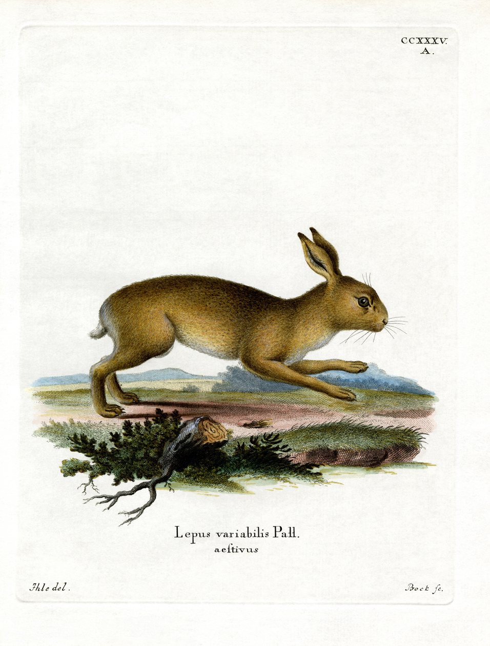 Mountain Hare (färgad gravyr) av German School