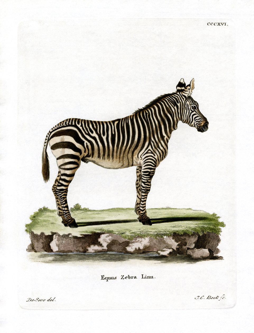 Mountain Zebra (färgad gravyr) av German School