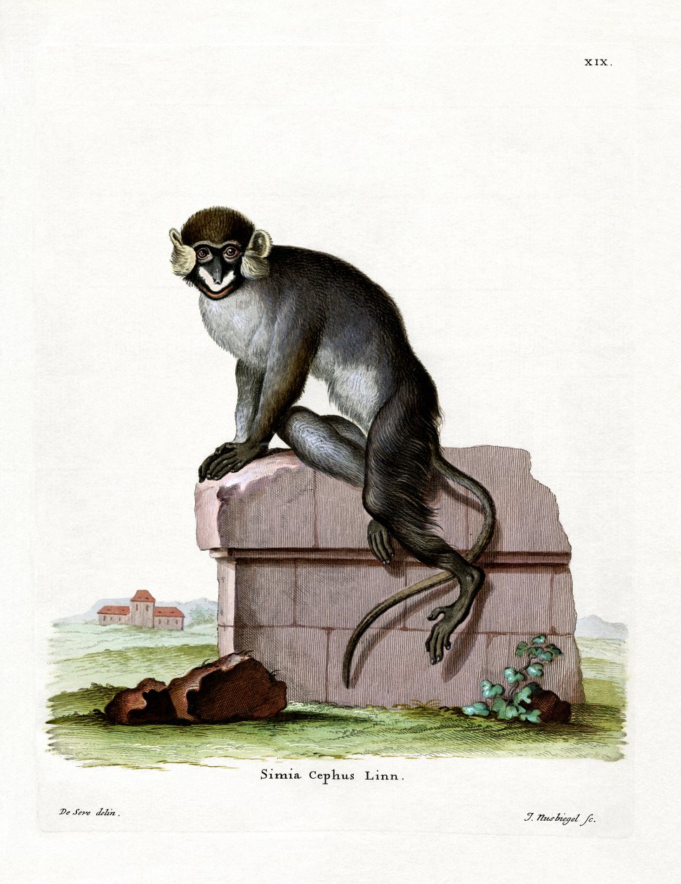 Moustached Guenon (färgad gravyr) av German School