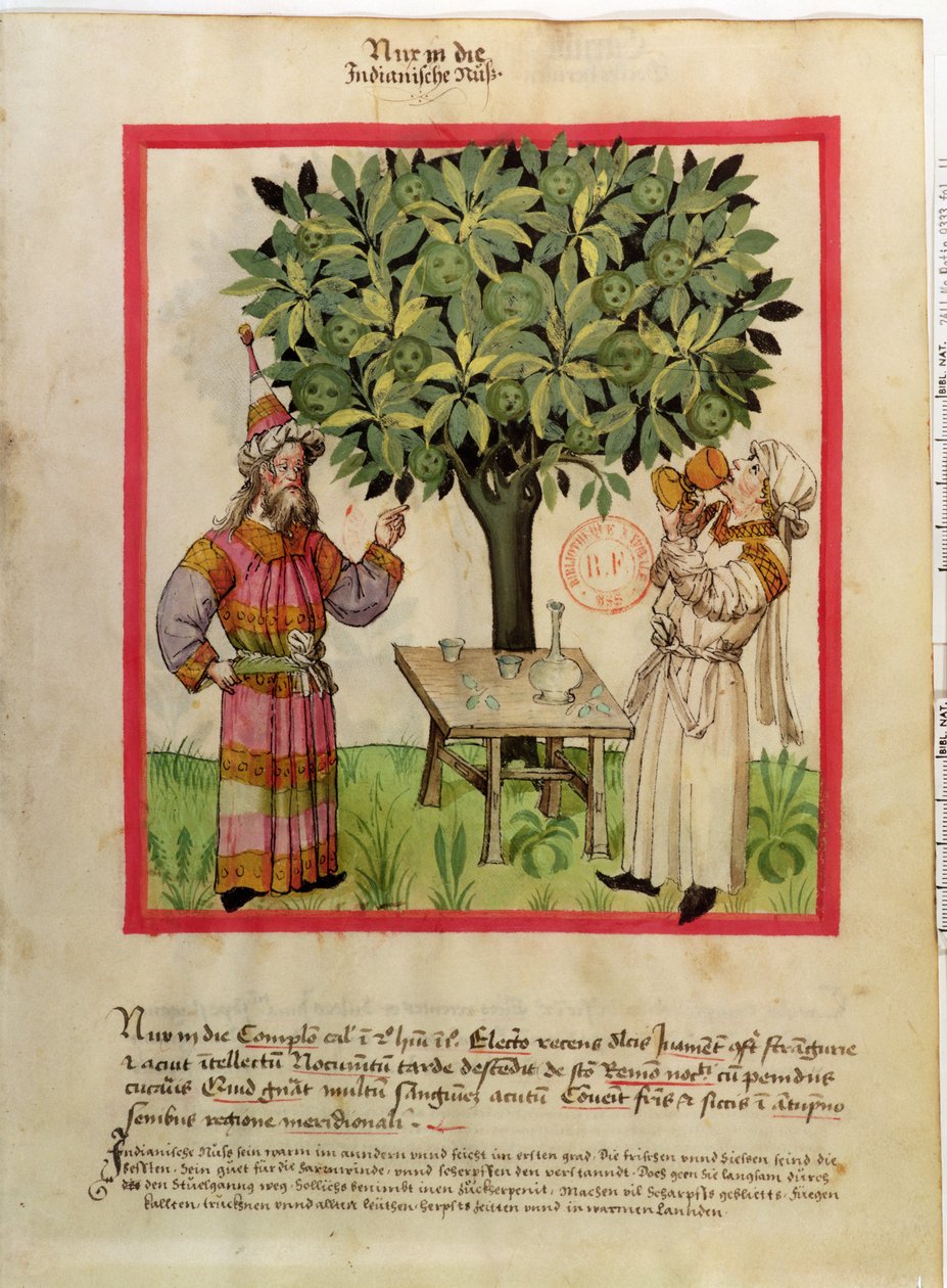 Ms.Lat.9333 fol.11 Skörda muskot, från Tacuinum Sanitatis av German School