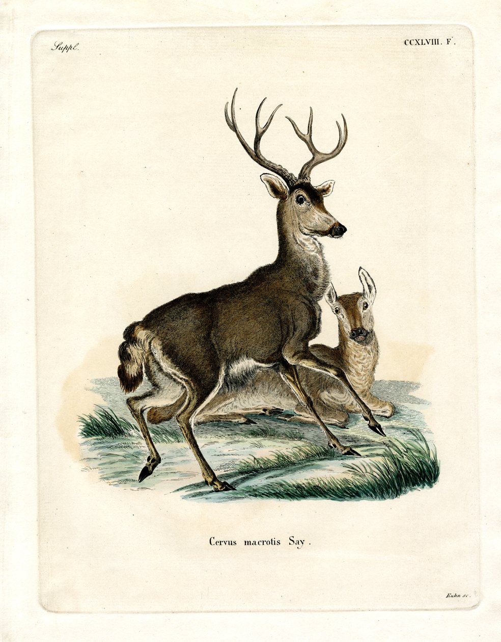Mule Deer (färgad gravyr) av German School