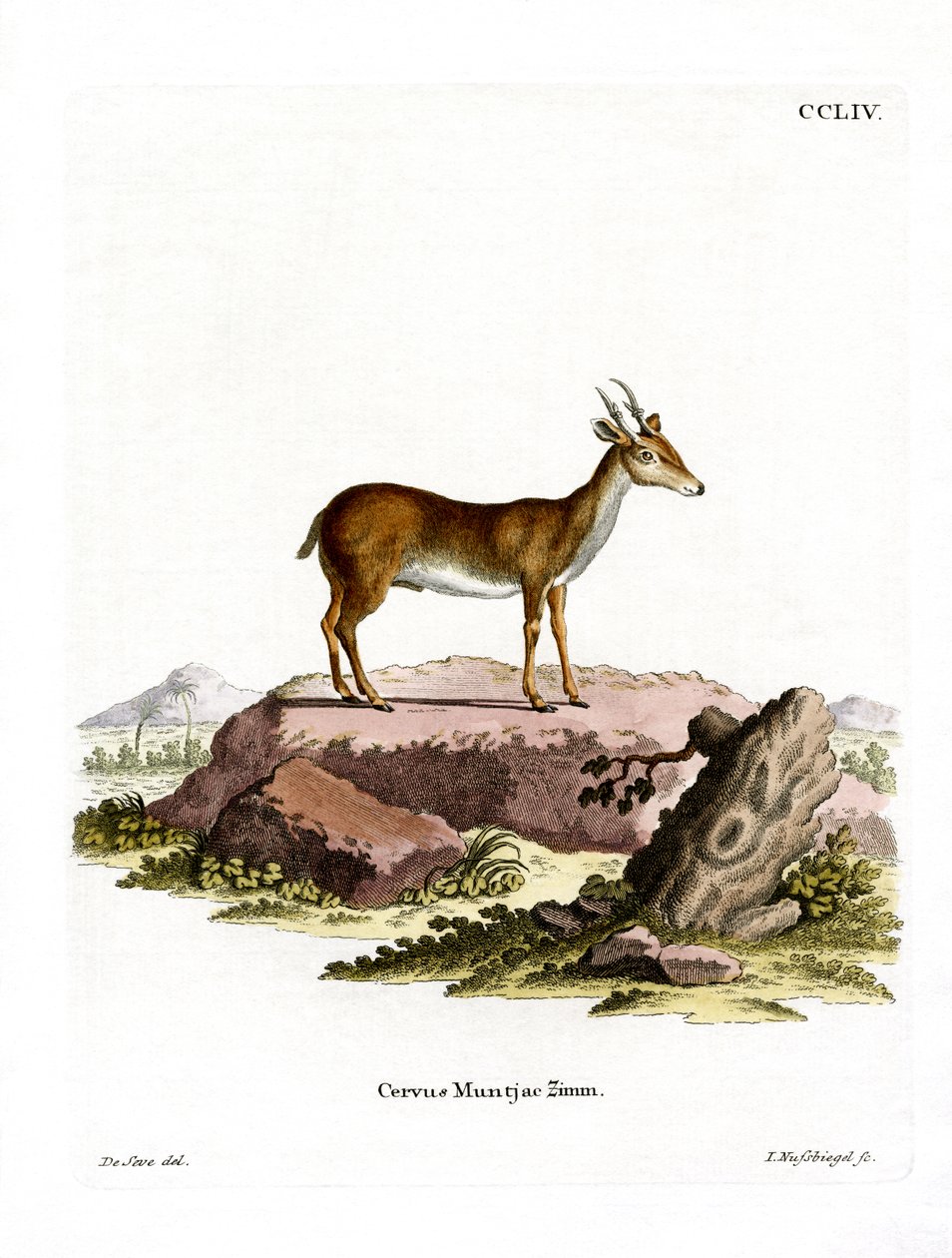 Muntjac (färgad gravyr) av German School