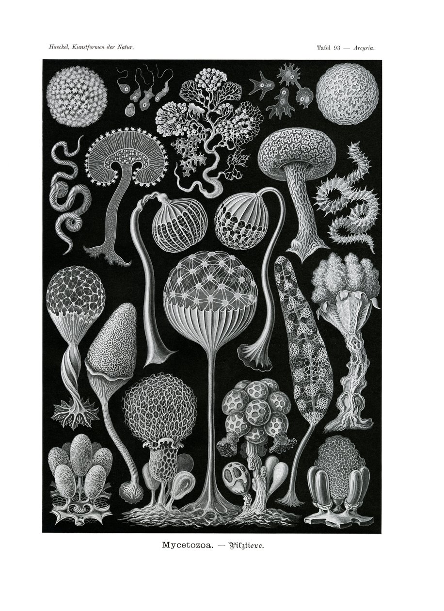 Mycetozoa, 1899-1904 av German School