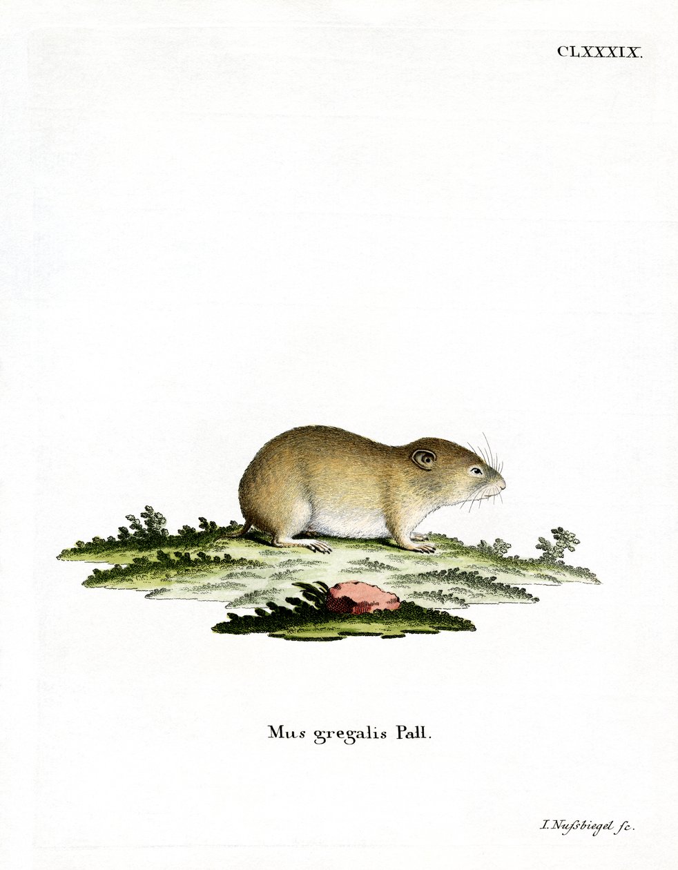 Smalhårig sork (färgad gravyr) av German School