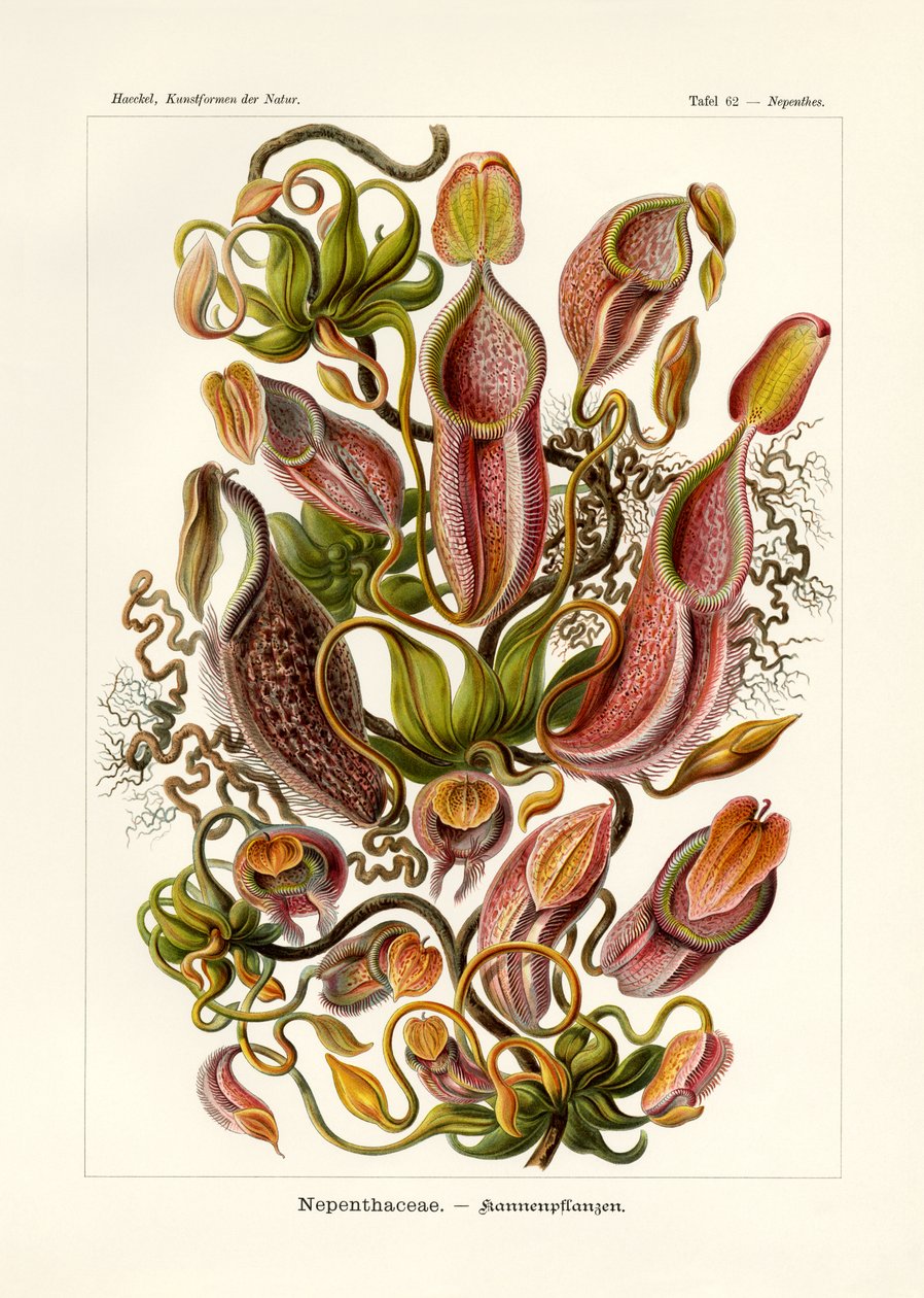Nepenthaceae, 1899-1904 av German School