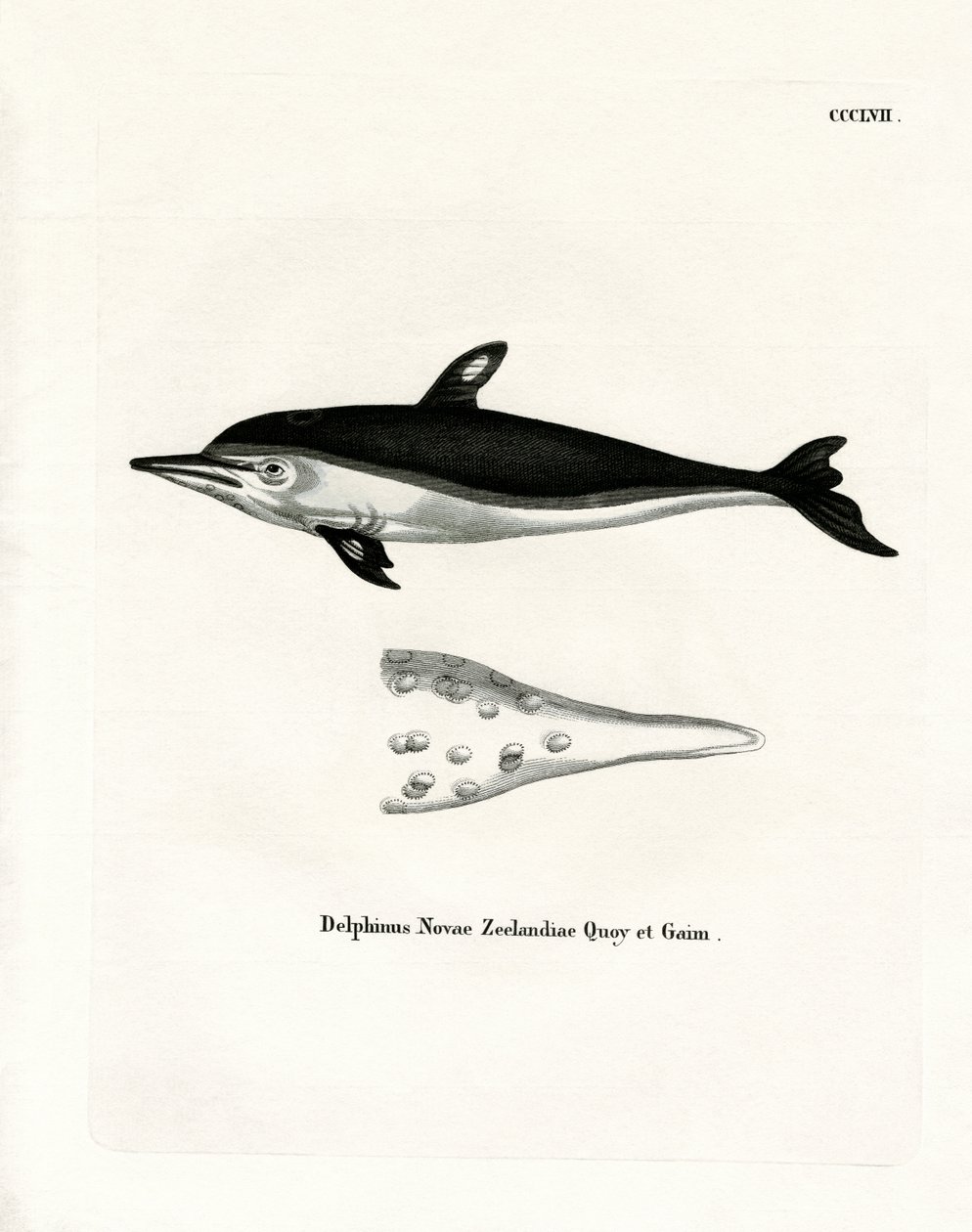 New Zealand Dolphin (färgad gravyr) av German School