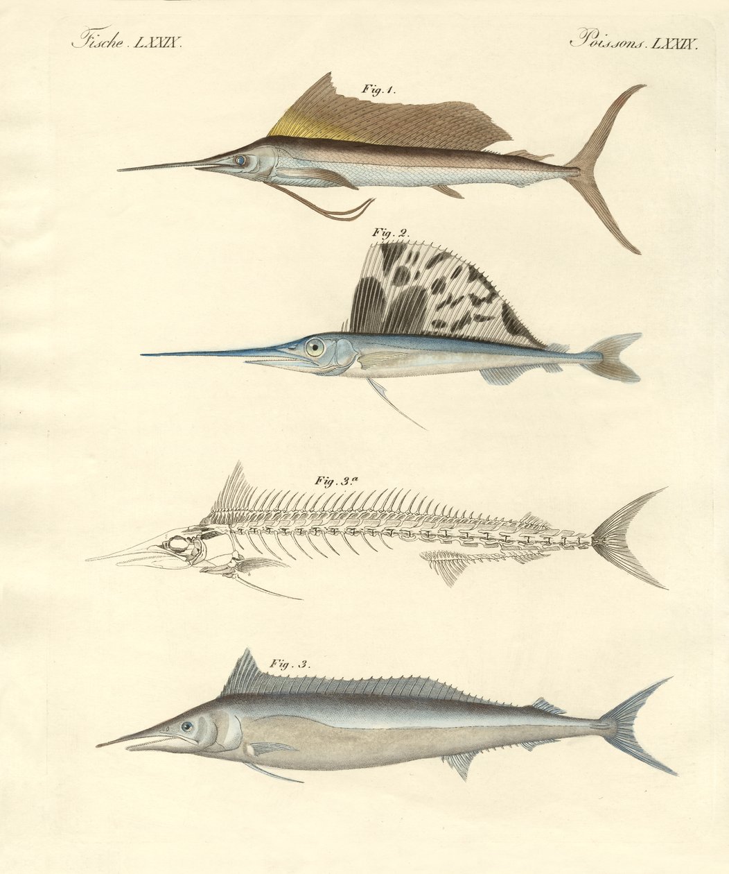 Ny makrillliknande fisk (färgad gravyr) av German School