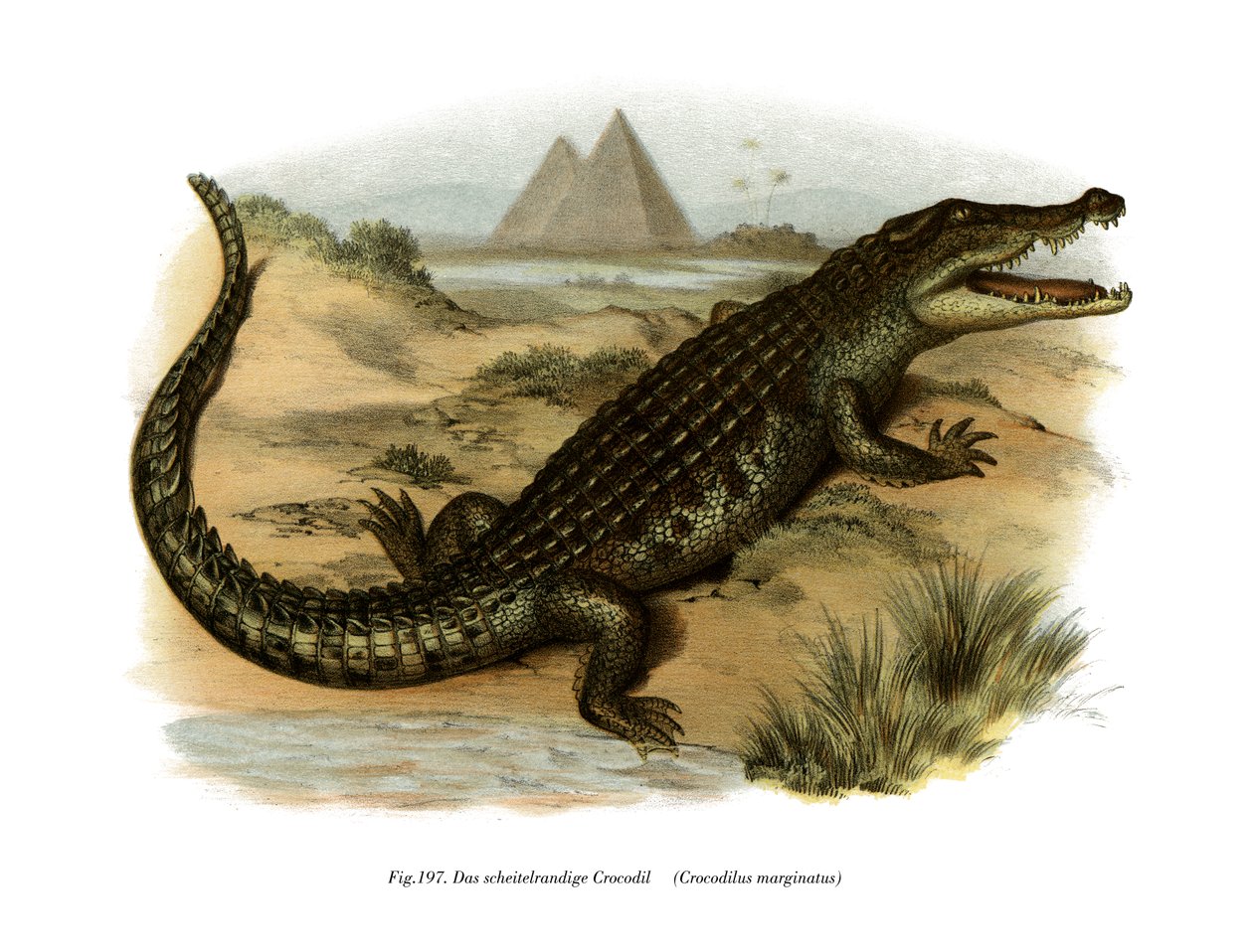 Nilkrokodil (färg litho) av German School