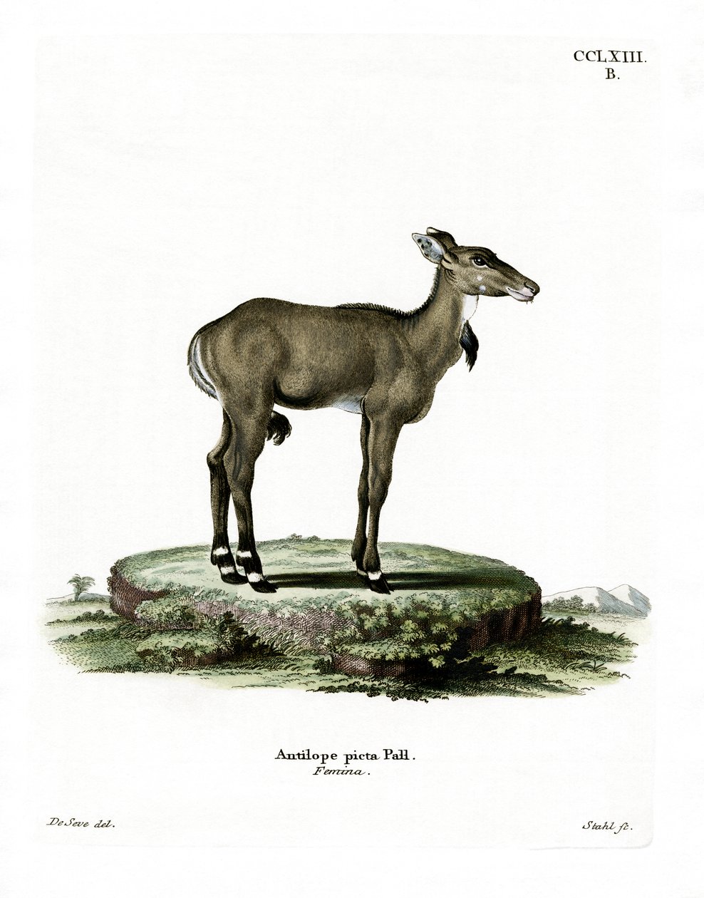 Nilgai (färgad gravyr) av German School