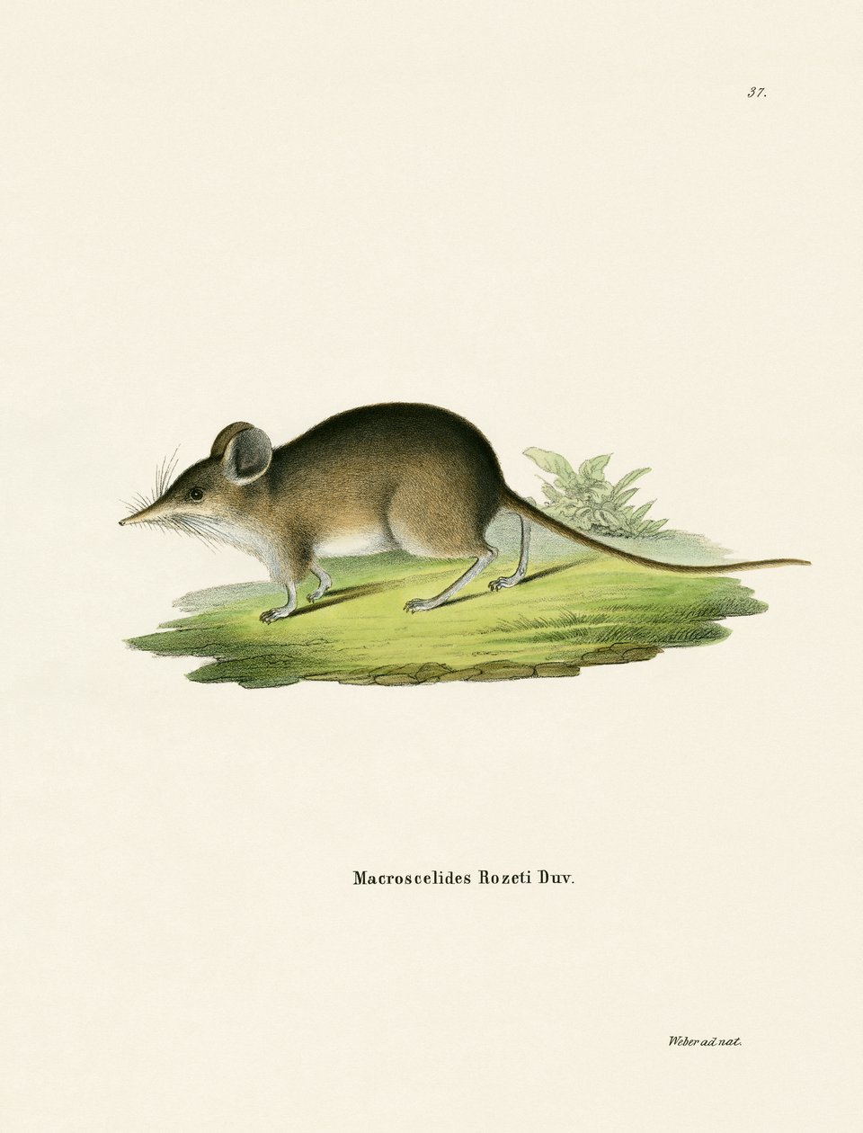Nordafrikansk Elephant Shrew av German School