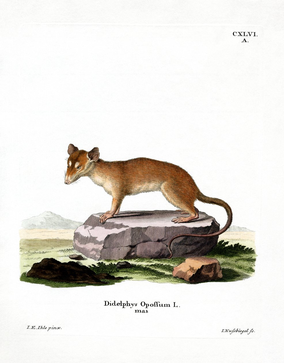 North American Opossum (coloured engraving) av German School