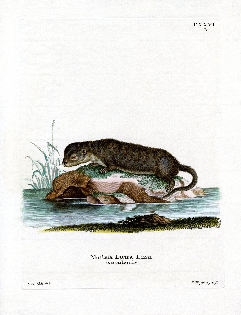 North American Otter (färgad gravyr) av German School