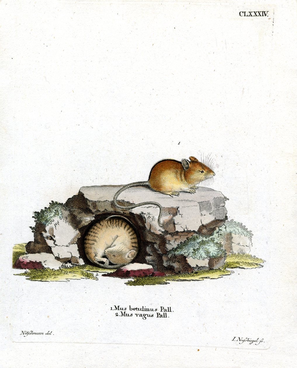 Northern Birch Mouse (färgad gravyr) av German School