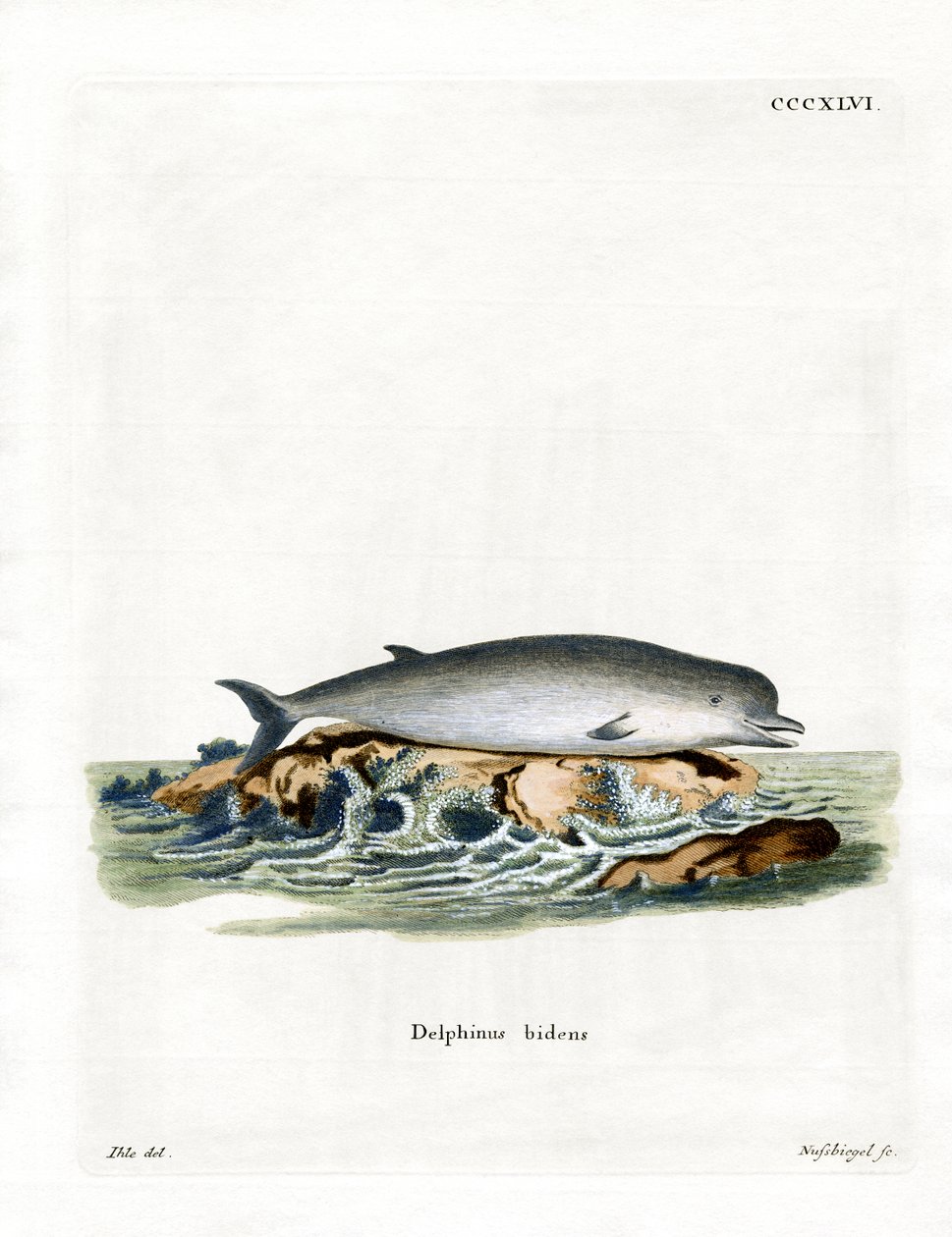 Northern Bottlenose Whale (färgad gravyr) av German School