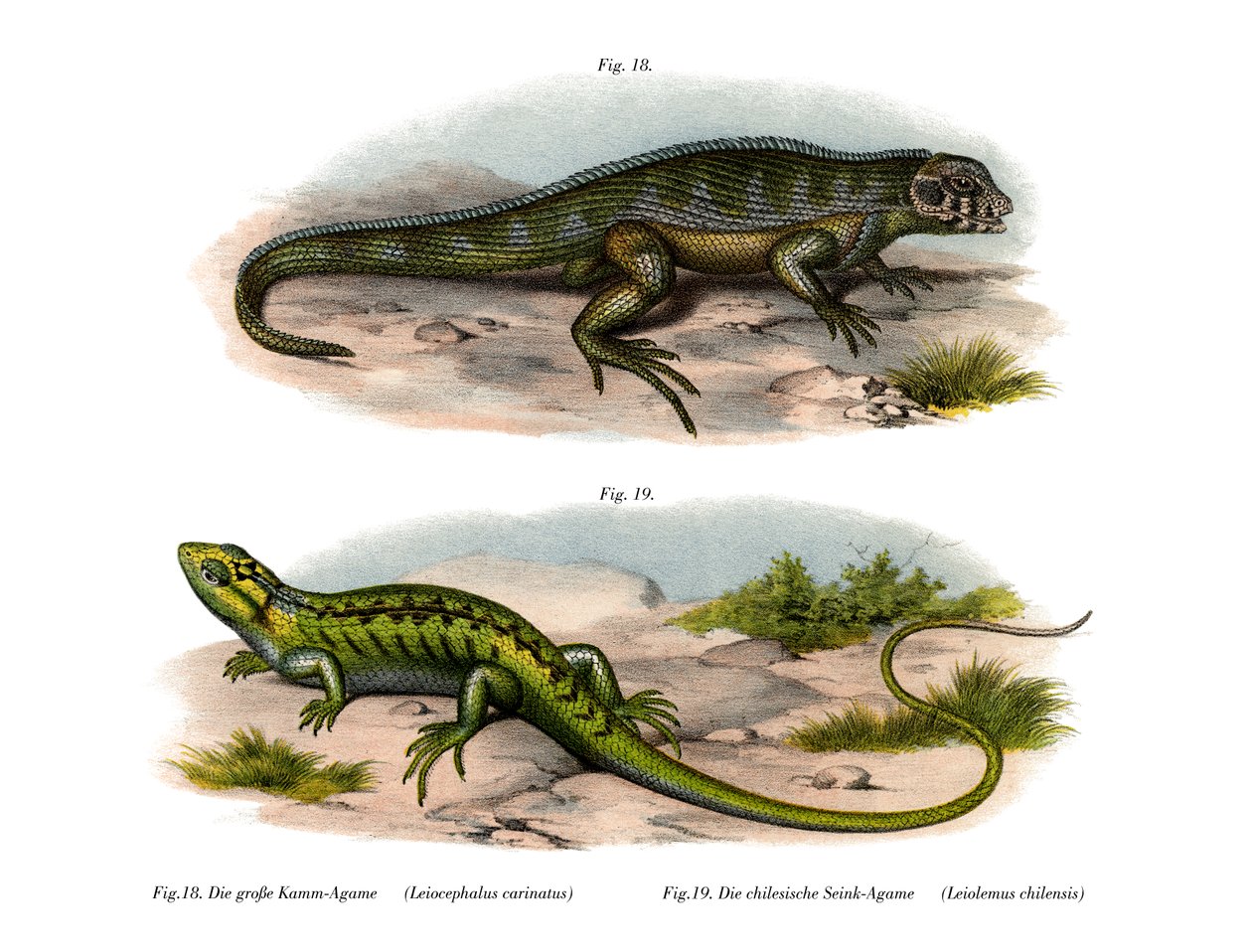 Northern Curly-tailed Lizard (färg litho) av German School