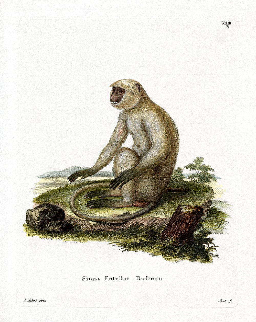 Northern Plains Grey Langur (färgad gravyr) av German School
