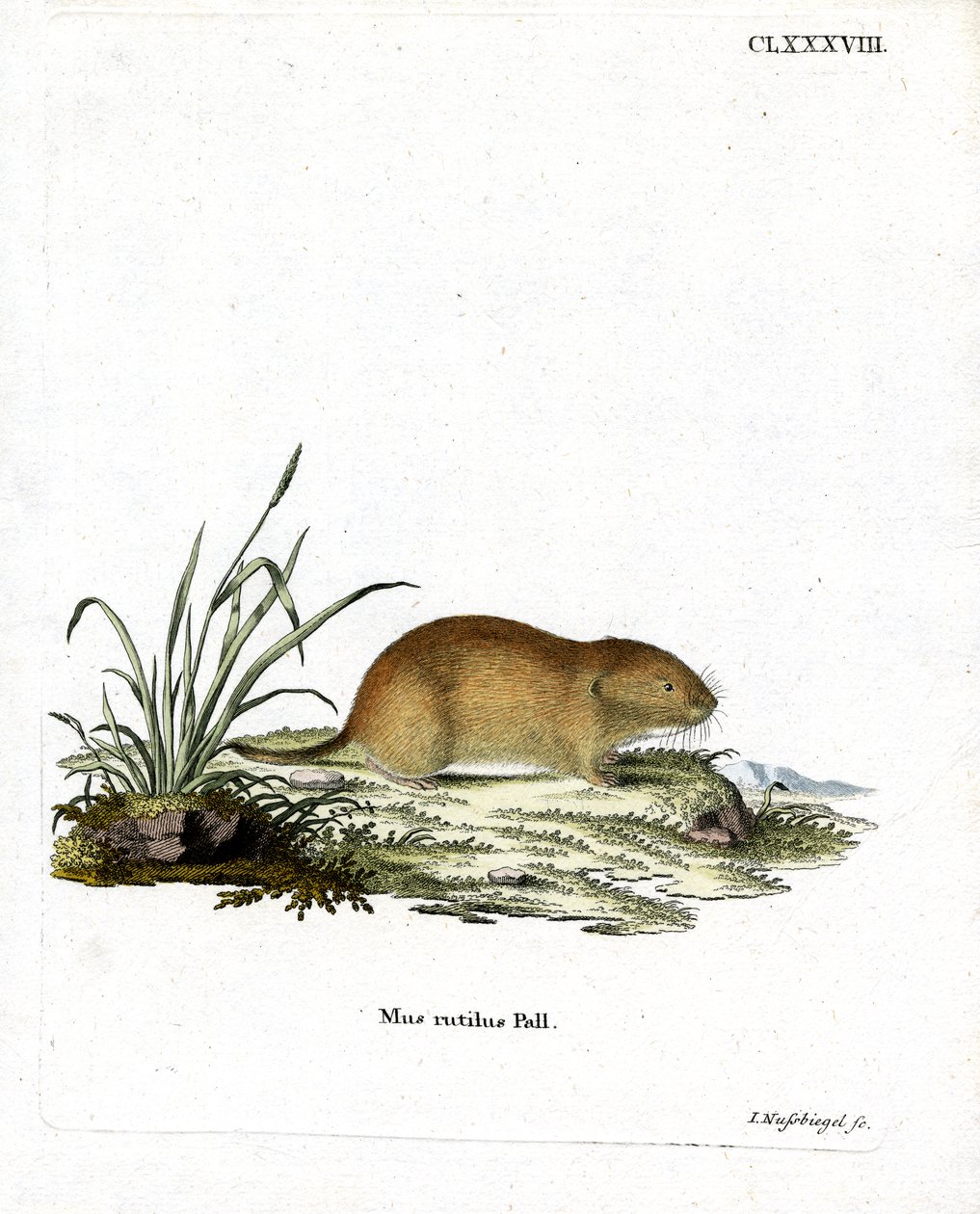 Northern Red-backed Vole (färgad gravyr) av German School