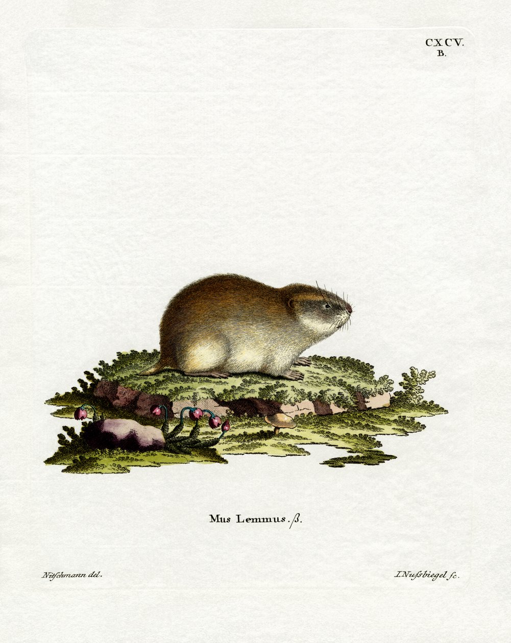 Norway Lemming (färgad gravyr) av German School