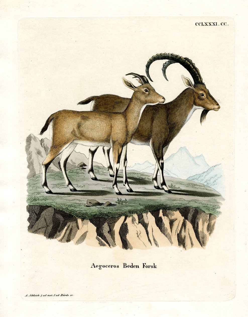 Nubian Ibex (färgad gravyr) av German School