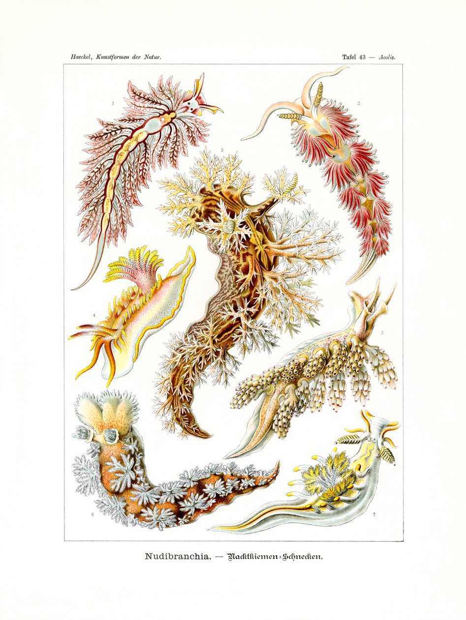 Nudibranchia, 1899-1904 av German School