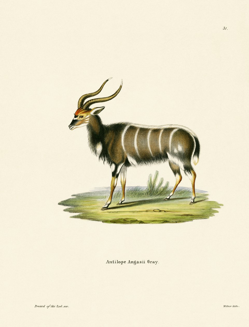 Nyala av German School