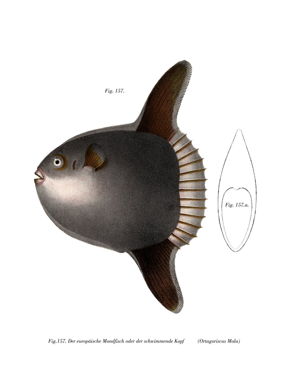 Ocean Sunfish (färg litho) av German School