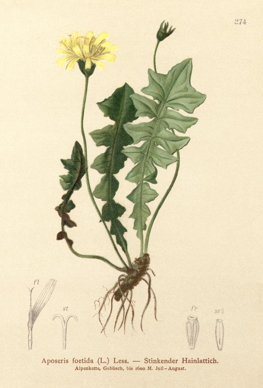 Luktande grissallad (Aposeris foetida) av German School