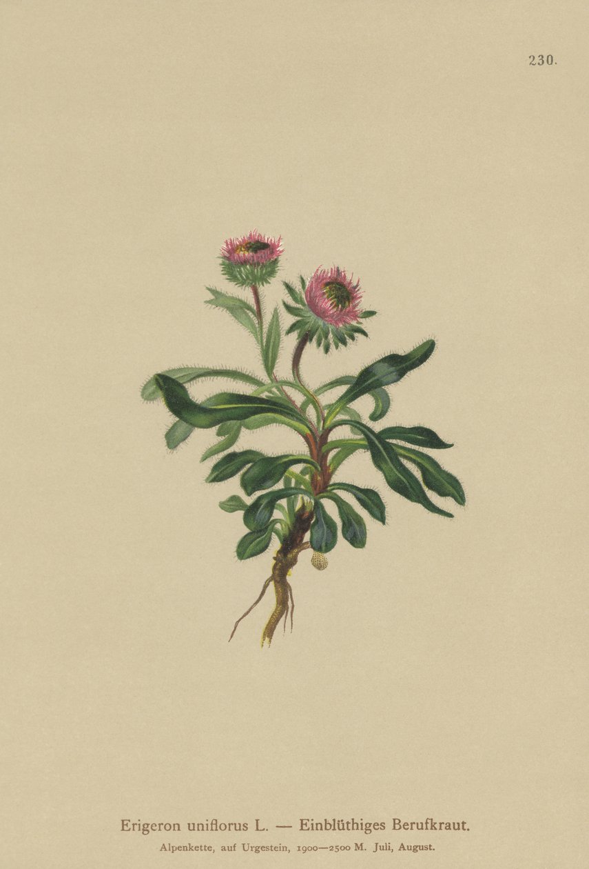 Oneflower Fleabane (Erigeron uniflorus) av German School