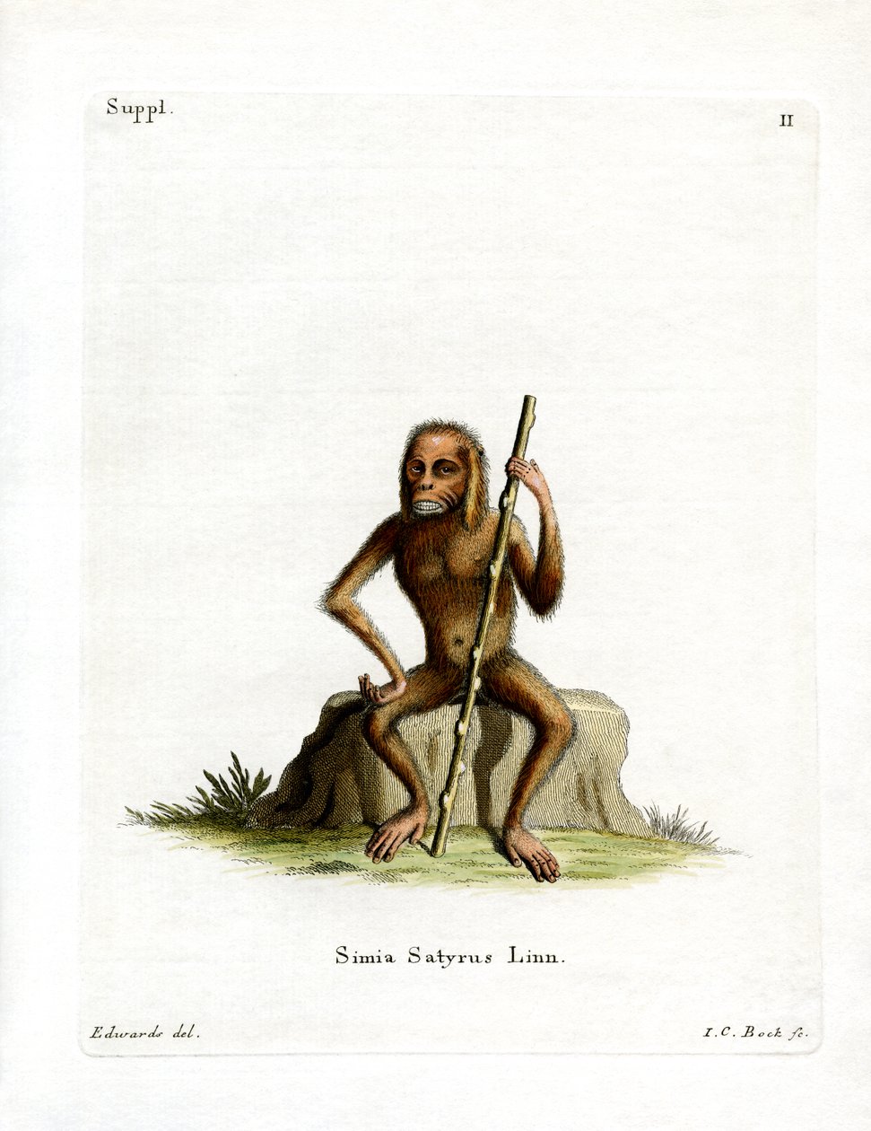 Orang-Outang (färgad gravyr) av German School