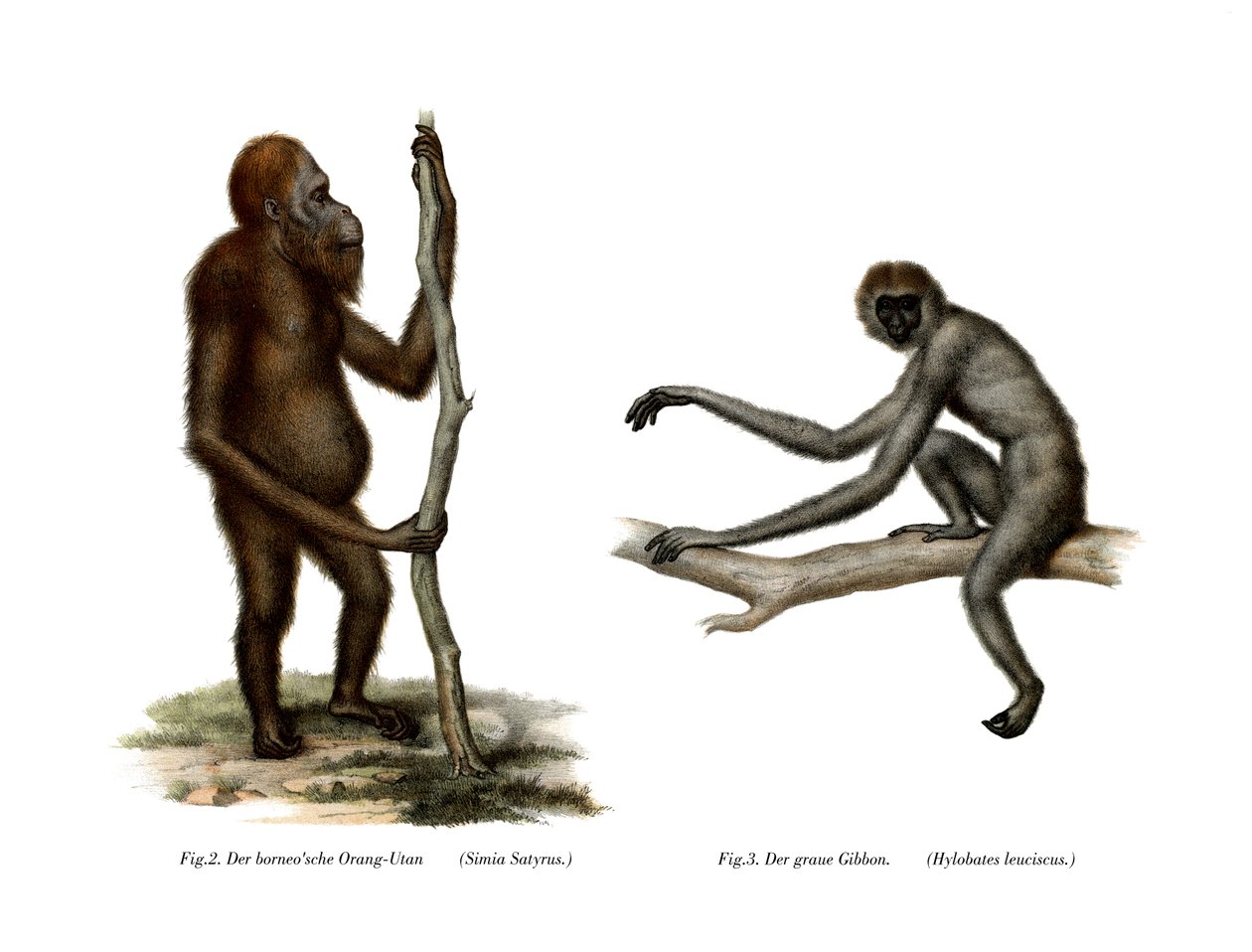 Orang-Outang, 1860 av German School
