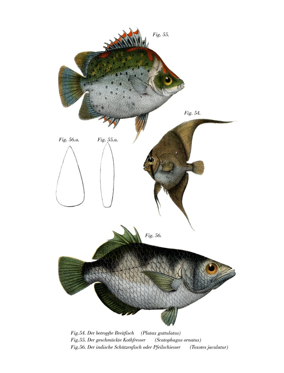Orbiculated Batfish (färg litho) av German School