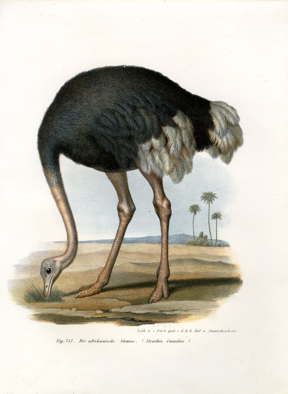 Struts, 1864 av German School