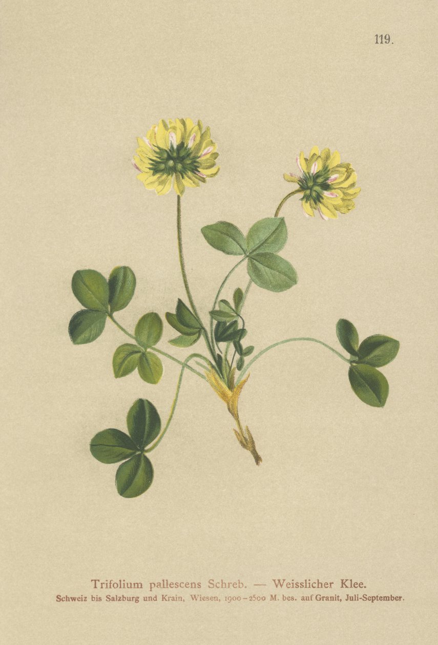 Blek klöver (Trifolium pallescens) av German School