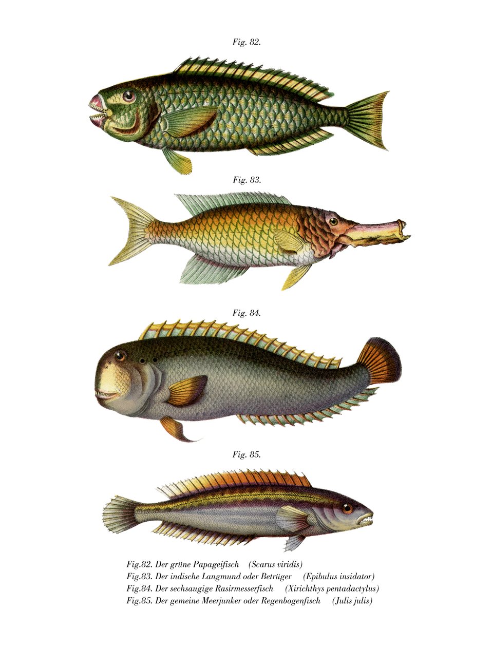 Polychic partfish (svart litho) av German School