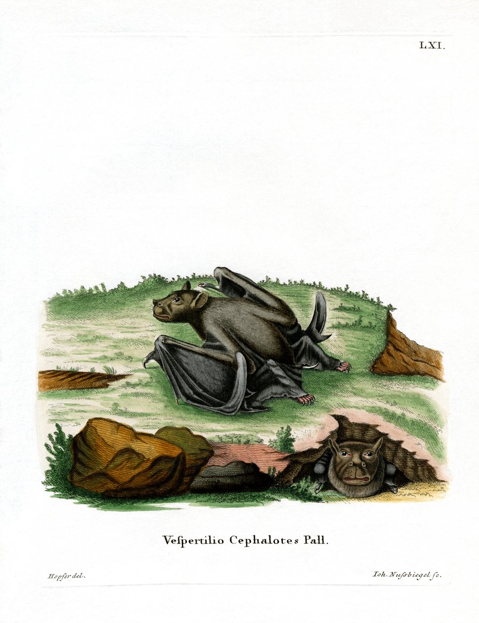 Pallas tubnosade fladdermus (färgad gravyr) av German School