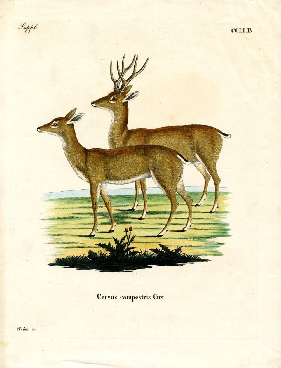 Pampas Deer (färgad gravyr) av German School