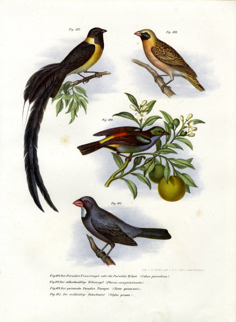 Paradise Whydah, 1864 av German School