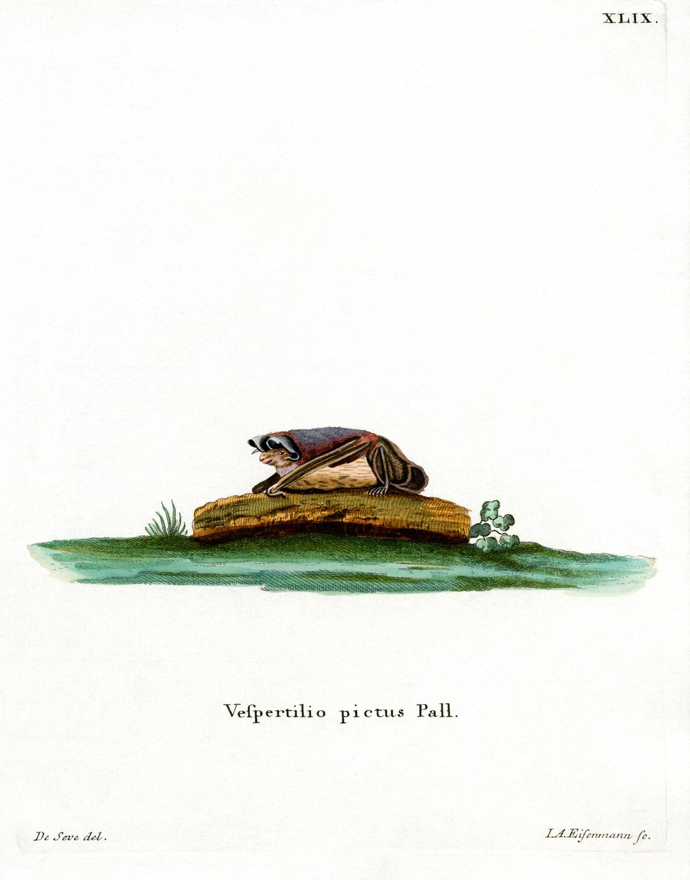 Particolored Bat (färgad gravyr) av German School