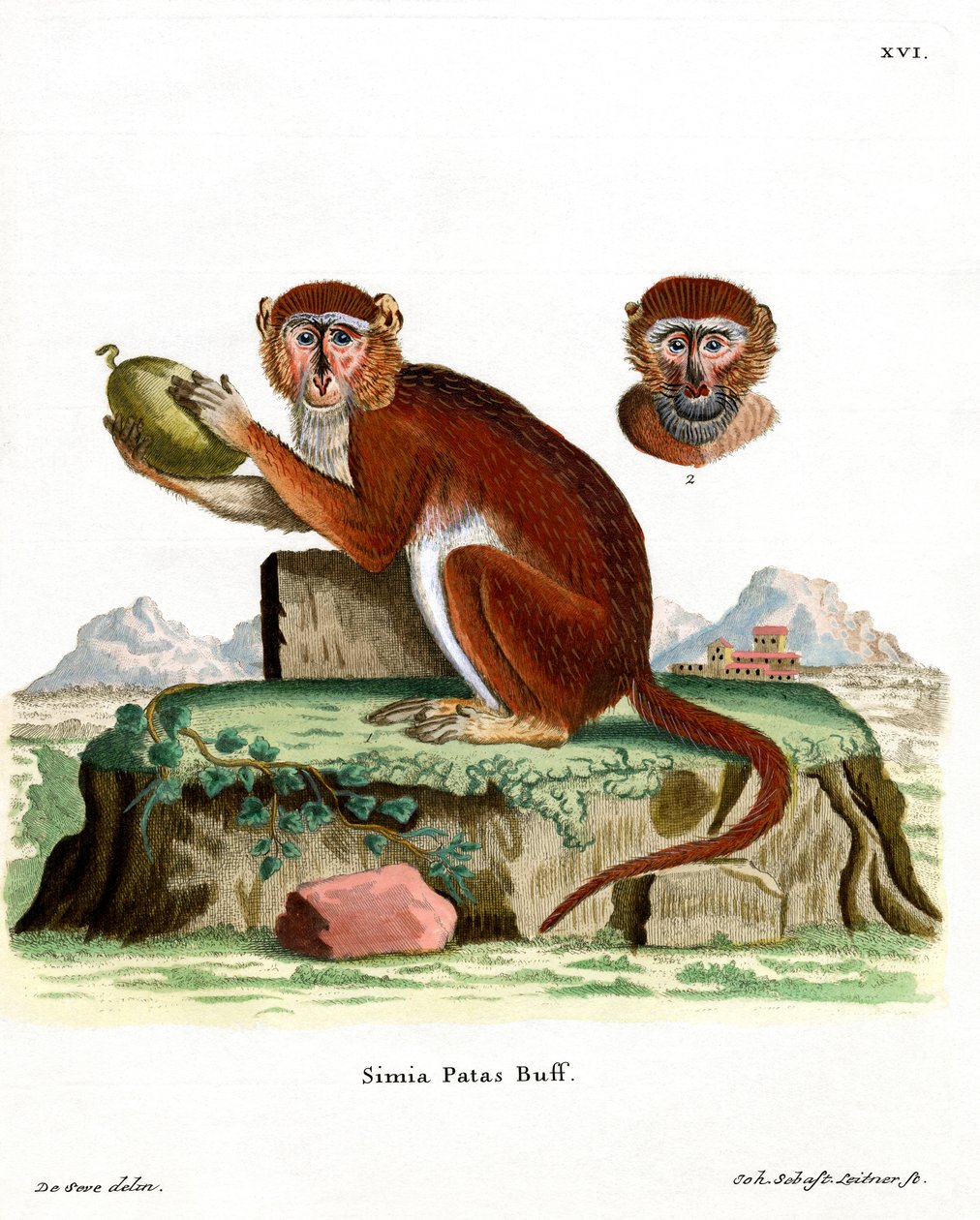 Patas Monkey (färgad gravyr) av German School