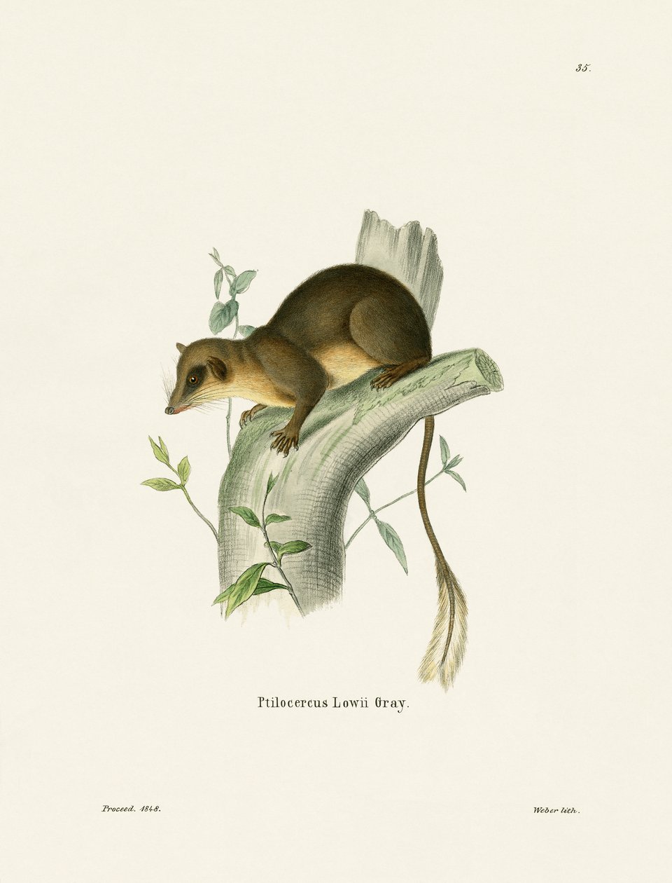 Pen-tailed Treeshrew (färgad gravyr) av German School