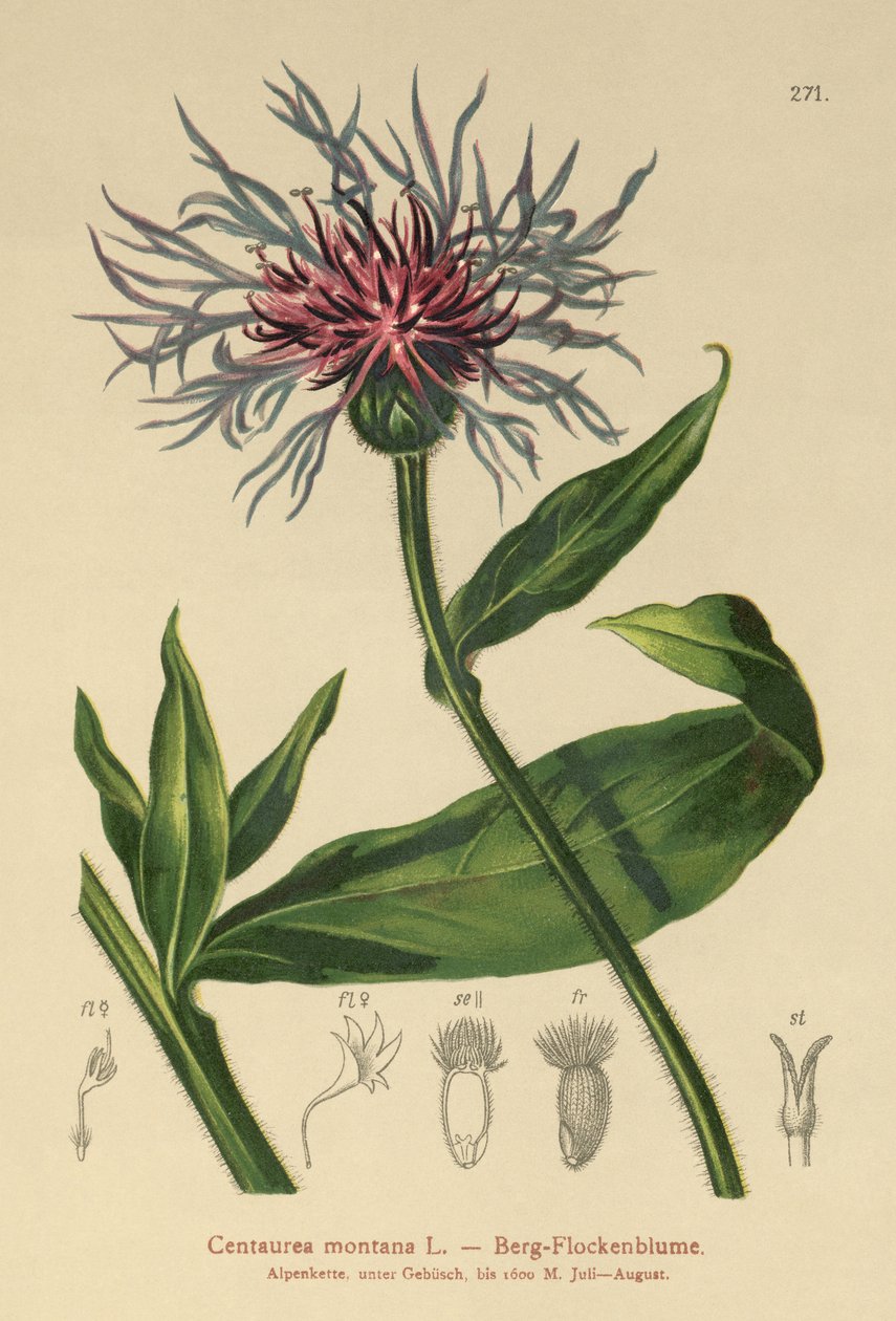 Perenn blåklint (Centaurea montana) av German School