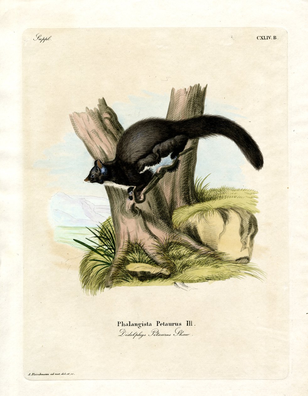 Petaurine Opossum (färgad gravyr) av German School