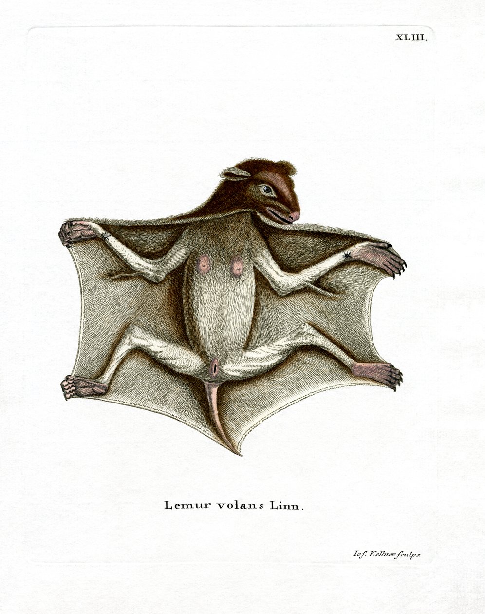 Philippine Flying Lemur (färgad gravyr) av German School