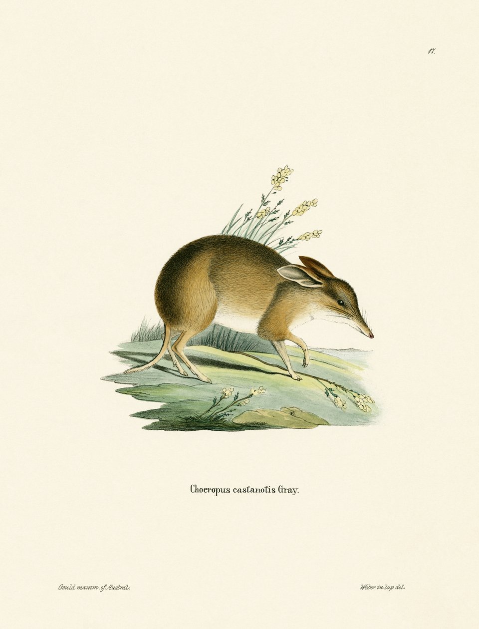 Pig-footed Bandicoot (färgad gravyr) av German School