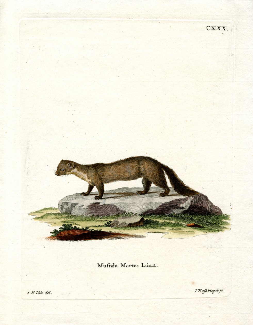 Pine Marten (färgad gravyr) av German School