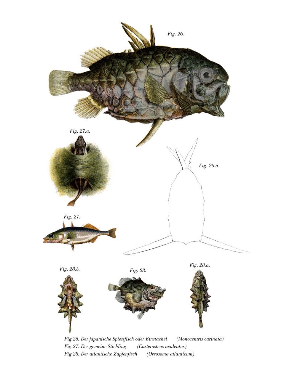 Pineconefish (färg litho) av German School