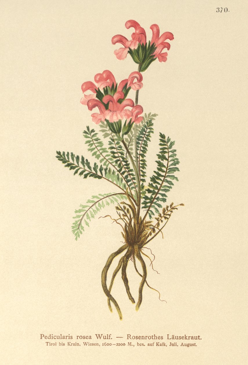 Rosa lusseört (Pedicularis rosea) av German School